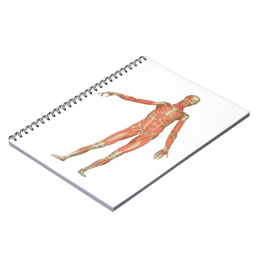 Carnet anatomie du corps humain (Côté gauche)