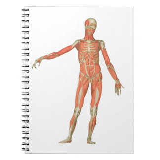 Carnet anatomie du corps humain