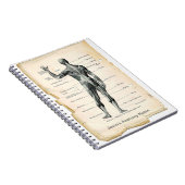 Carnet Anatomie Posterior (Côté Droit)