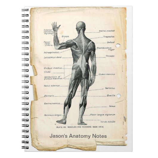 Carnet Anatomie Posterior (Devant)