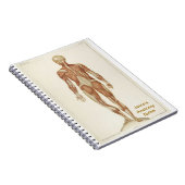 Carnet Anatomie Posterior (Côté Droit)