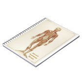 Carnet Anatomie Posterior (Côté gauche)