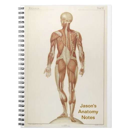 Carnet Anatomie Posterior (Devant)