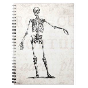 Carnet Anatomie squelettique de squelettes de 1800s