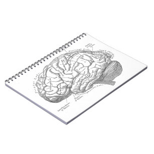 Carnet Anatomie vintage de cerveau