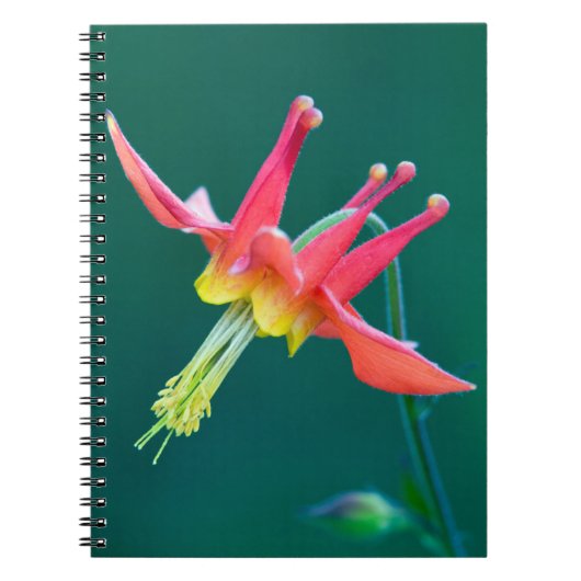 Carnet Ancolie rouge (Devant)