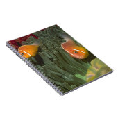 Carnet Anemonefish rose dans l'actinie de Magnificant (Côté Droit)