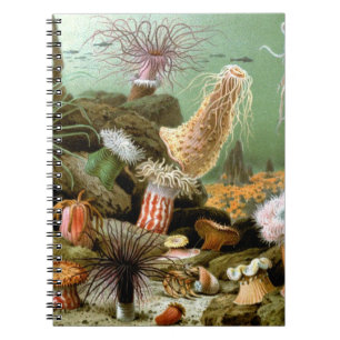 Carnet Anémones de mer vintage, Vie marine Animaux de l'o