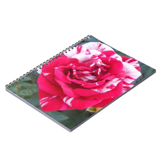 Carnet Anicia (Côté gauche)