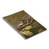 Carnet Animal - Canards - Nager comme un canard (Côté Droit)