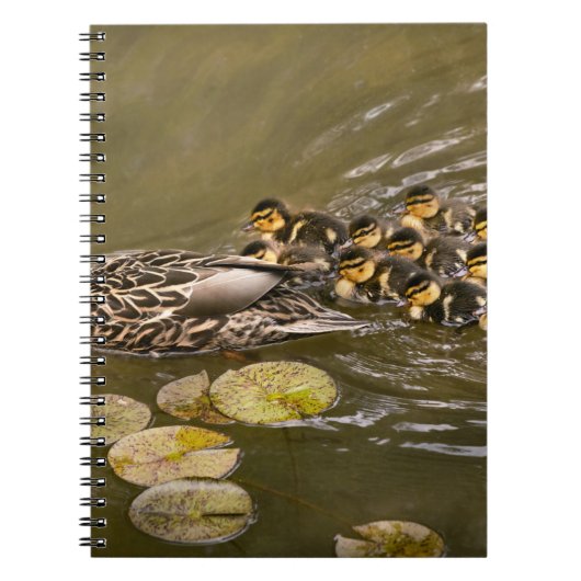 Carnet Animal - Canards - Nager comme un canard (Devant)