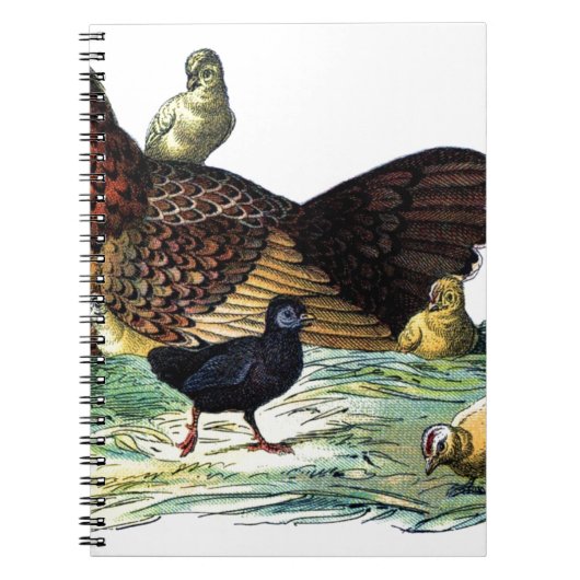 Carnet Animal de cru de poulets (Devant)