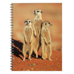 Carnet Animaux de bébés cutest 3 Meerkats