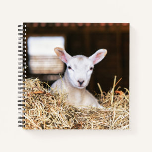 Carnet Animaux de bébés cutest Agneau nouveau-né