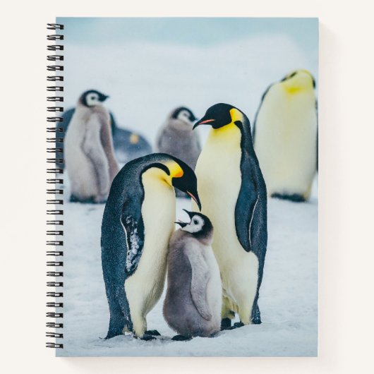 Carnet Animaux de bébés cutest | Alimentation de pingouin (Devant)