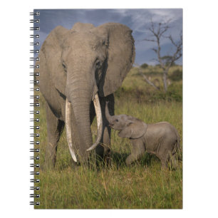 Carnet Animaux de bébés cutest Amama Elephant Avec Bébé