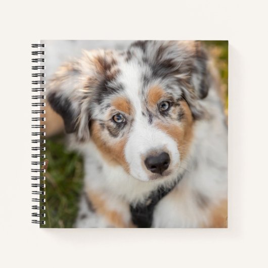 Carnet Animaux de bébés cutest | Australian Shepherd Pupp (Devant)