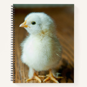 Carnet Animaux de bébés cutest   Baby Chick