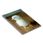 Carnet Animaux de bébés cutest | Baby Chick (Côté Droit)