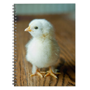 Carnet Animaux de bébés cutest Baby Chick