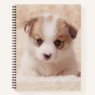 Carnet Animaux de bébés cutest Baby Corgi