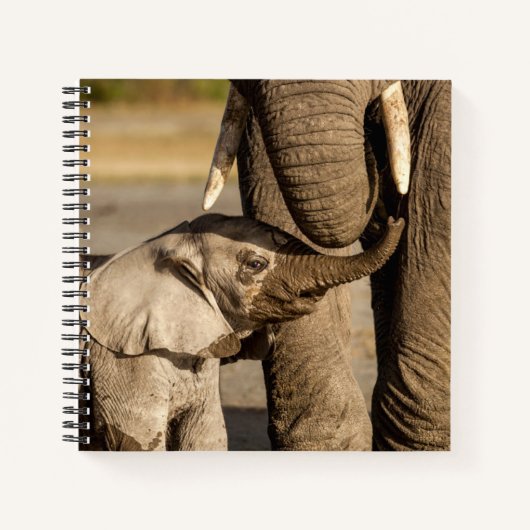 Carnet Animaux de bébés cutest | Baby Elephant & Mama (Devant)