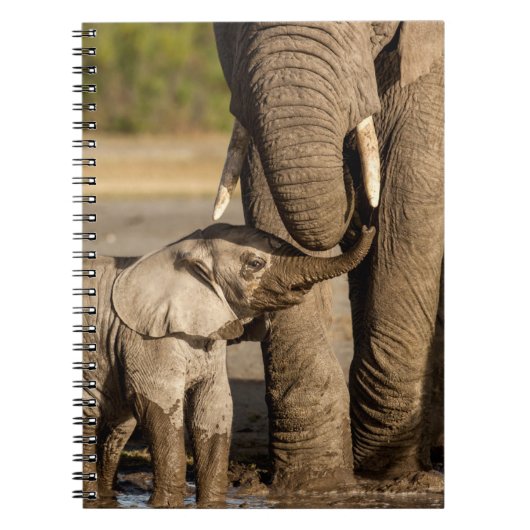 Carnet Animaux de bébés cutest | Baby Elephant & Mama (Devant)