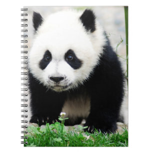 Carnet Animaux de bébés cutest Baby Panda Bear