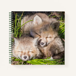 Carnet Animaux de bébés cutest Baby Red Fox Kits Sleepi