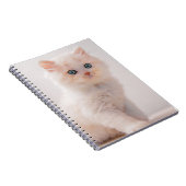 Carnet Animaux de bébés cutest | Blue Eye Kitten (Côté Droit)