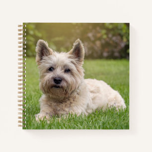 Carnet Animaux de bébés cutest Cairn Terrier Dog