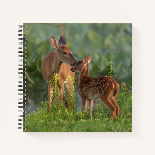 Carnet Animaux de bébés cutest | Cerf et bébé (Devant)