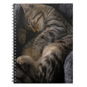Carnet Animaux de bébés cutest Chat Tabby Dormant