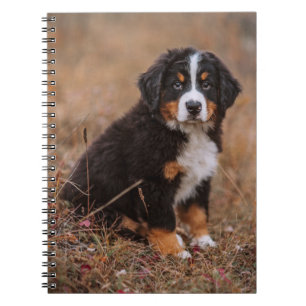 Carnet Animaux de bébés cutest Chien de montagne bernoi