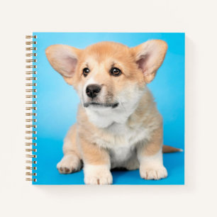 Carnet Animaux de bébés cutest Chiot de Corgi en bleu