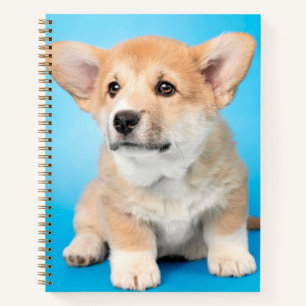Carnet Animaux de bébés cutest Chiot de Corgi en bleu