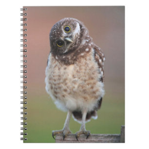 Carnet Animaux de bébés cutest Chouette à tête bractée