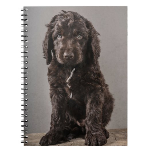 Carnet Animaux de bébés cutest | Cockapoo Puppy (Devant)