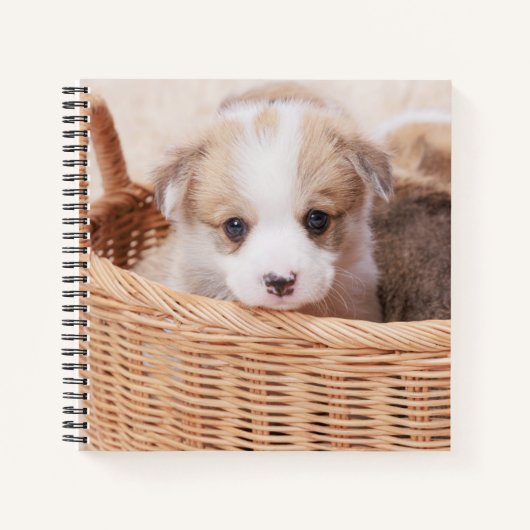 Carnet Animaux de bébés cutest | Corgi Miny Puppy (Devant)