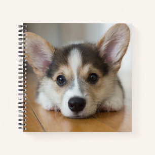 Carnet Animaux de bébés cutest Corgi Puppy