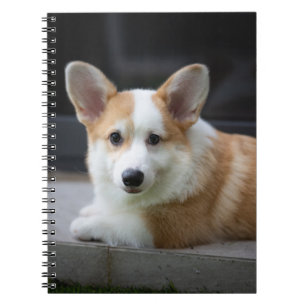 Carnet Animaux de bébés cutest Corgi Puppy Relaxant