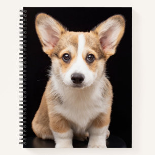 Carnet Animaux de bébés cutest Corgi Puppy Standing Hau