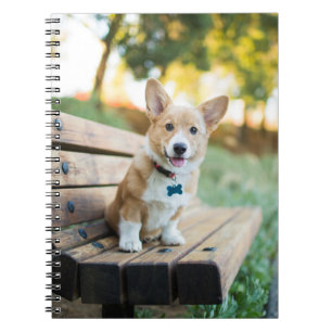 Carnet Animaux de bébés cutest Corgi Puppy sur un banc