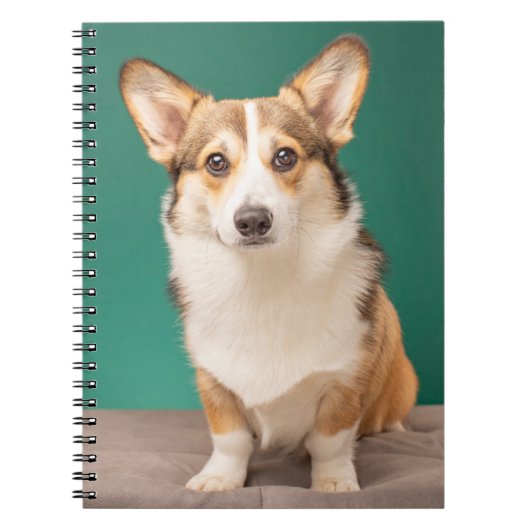 Carnet Animaux de bébés cutest | Corgi sur Turquoise (Devant)