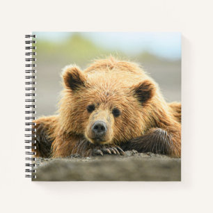 Carnet Animaux de bébés cutest Cub d'ours Brown côtier
