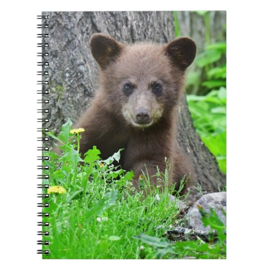 Carnet Animaux de bébés cutest | Cube d'ours Brown (Devant)
