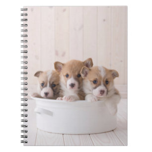 Carnet Animaux de bébés cutest Cute Corgi Chipies dans