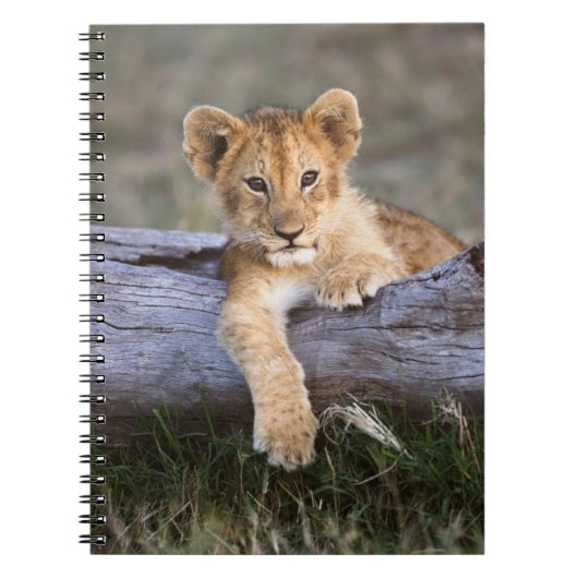 Carnet Animaux de bébés cutest | Cute Lion Cub (Devant)