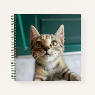 Carnet Animaux de bébés cutest   Cute Tabby Kitten