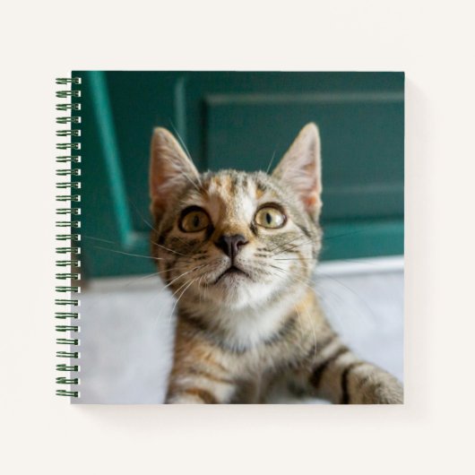 Carnet Animaux de bébés cutest | Cute Tabby Kitten (Devant)